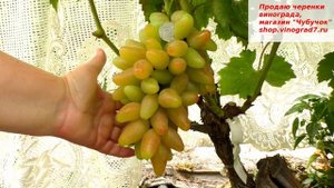 Виноград Криптон - вот все гармонично в нет и сахар и кислота и вкус. И ранний срок созревания