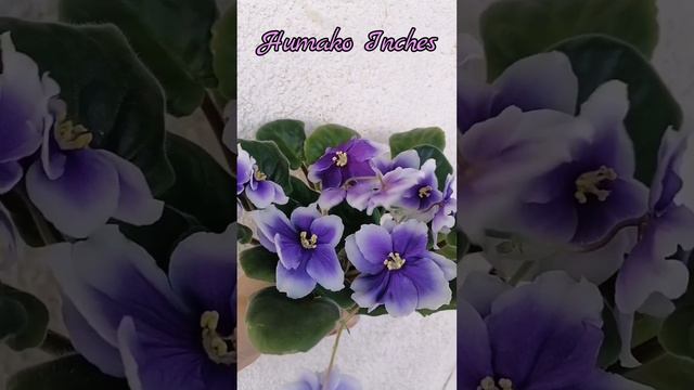 Цветущие #фиалки #fialki смотреть онлайн