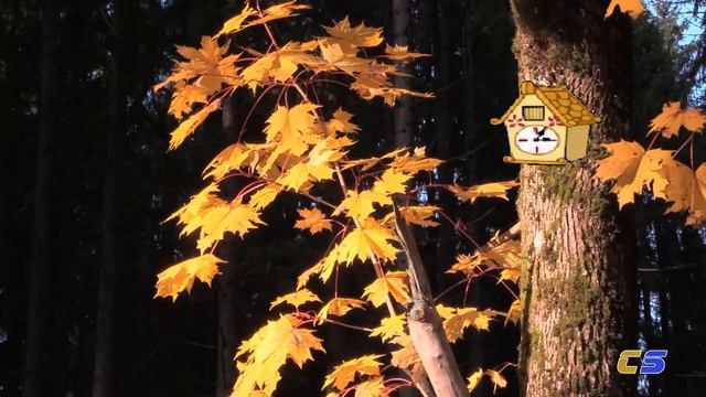 МДОУ "Детский сад № 28 комбинированного вида" г. Волосово смотреть онлайн