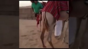 Бедный верблюд, Видео с верблюдом и толстыми туристами