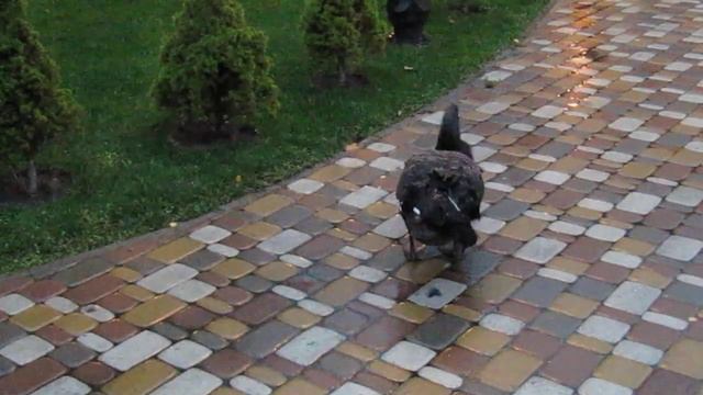 Около ресторана Прага на территории выставочного центра (ВДНХ) в Киеве, черные лебеди смотреть онлайн