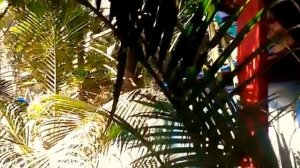 Сняли бунгало в Палолеме, первые впечатления. Индия, Гоа, Палолем.