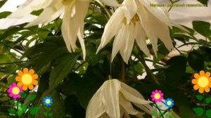 Клематис гибридный Лемон Дрим. Краткий обзор, описание характеристик clematis Lemon Dream