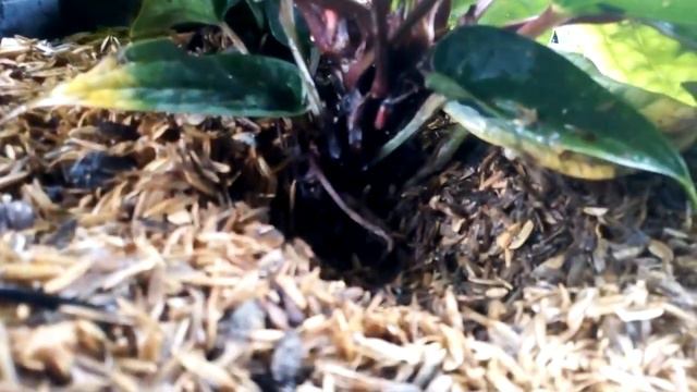 memisahkan anakan anturium sirih смотреть онлайн