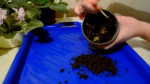 Гиацинт. Размножения делением луковицы