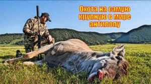 Охота на самую крупную в мире антилопу