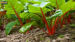 То, чего не знают многие садоводы. Применение борной кислоты осенью в саду.