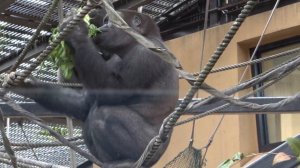 Gorilla Gentaro who can't stop sneezing.　Gorilla .Kyoto Zoo