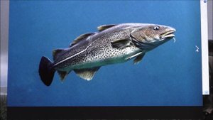 ЧР. Кулинария. Четыре рыбы и одно блюдо.