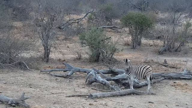 Красота Африки Зебра не выспалась,а надо идти дальше#Африка смотреть онлайн