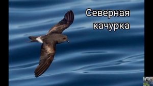 Качурки (виды)