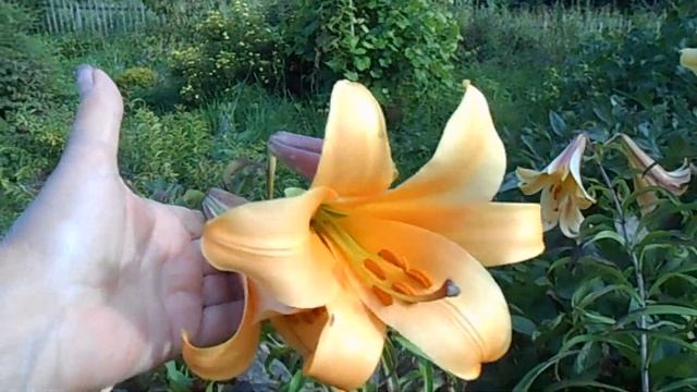 лилии в моём саду смотреть онлайн