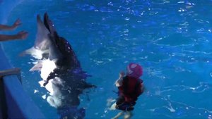 Плавание с дельфинами. Дельфинарий Немо/ swimming with dolphins
