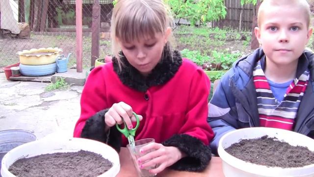 Как посадить петунию