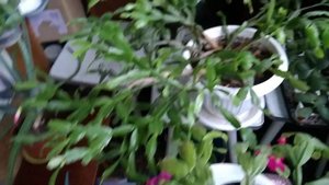 Почему не цветет декабрист? Секреты цветения и ухода за декабристом.Zygocactus of the Schlumberger.