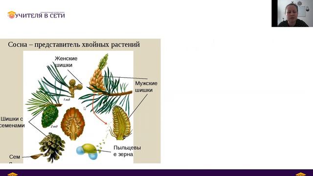 Семенные растения. Голосеменные. Строение, особенности.