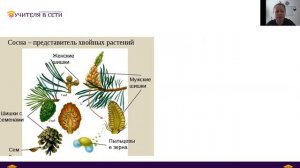 Семенные растения. Голосеменные. Строение, особенности.