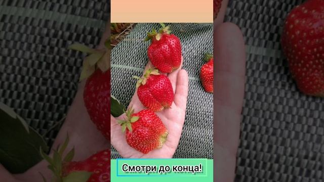 Урок 10. Сорта КСД или НСД? Что лучше? Что выбрать?