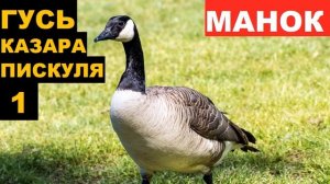 ?ГОЛОС (МАНОК) ГУСЬ КАЗАРА ПИСКУЛЯ 1