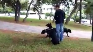 Cane Corso and Doberman