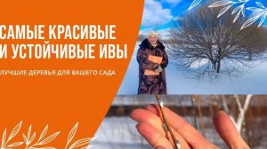 ЛУЧШИЕ ДЕРЕВЬЯ ДЛЯ ВАШЕГО САДА/ САМЫЕ КРАСИВЫЕ И УСТОЙЧИВЫЕ ИВЫ