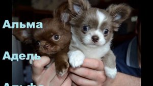 ЛУЧШИЕ  ИМЕНА ДЛЯ СОБАК ! НЕ ЗНАЕТЕ КАК НАЗВАТЬ ЩЕНКА ВАМ СЮДА!