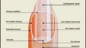 Уход за кожей рук. Уход за ногтями