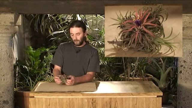 Tillandsia ionantha смотреть онлайн