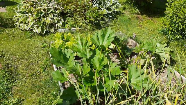 салат и тыква смотреть онлайн