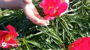 Орленок пион. Пулков сад