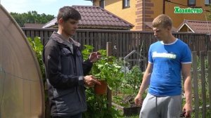 СРЕДСТВО ОТ ТЛИ, КОТОРОЕ ВСЕГДА ПОД РУКОЙ!