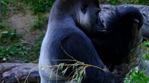 100 Моментов, Которые Доказывают, что Природа Невероятна