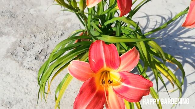 Tips to Grow Day Lilies @Happy.Gardening #flowers #gardening #daylily #plants смотреть онлайн