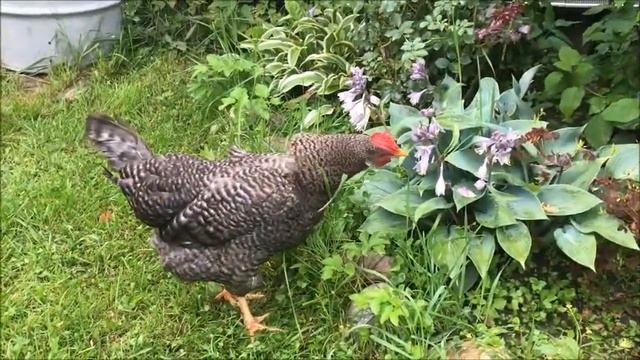 Как уговорить курочку гулять? смотреть онлайн