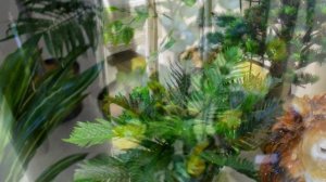 Декоративные деревья купить декоративные для интерьера квартиры ландшафта сада дачи дома