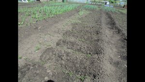 07 ИЮНЯ 2021 ГОД ПРОПОЛКА И РЫХЛЕНИЕ МОРКОВИ И ЧЕСНОКА, ОБЗОР КОМПОСТНИКА.