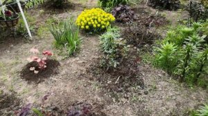 Зацвел древовидный пион