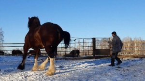 Утес, владимирский тяжеловоз , 8 лет . ПРОДАН.город Пласт, Челябинская область.