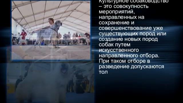 Далматин | Russian смотреть онлайн