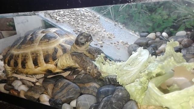 Братья наши меньшие. Сухопутная черепаха