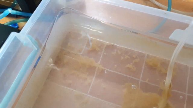 Халявный Нерестовик! Тернеции на нерест Гурами обрадовали Био фильтра почти готовы! Будни аквариумо