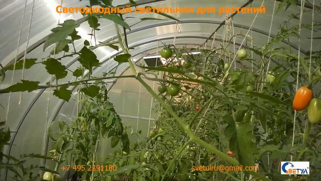 Светодиодный светильник для растений смотреть онлайн