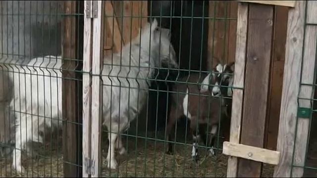 У Казимира нечаянный интерес)В гостях нубийская козочка!! смотреть онлайн