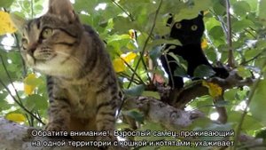 Полосатый кот: примеры пород и окраски