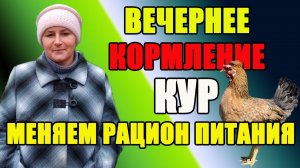 Вечернее кормление кур. Меняем рацион питания кур.