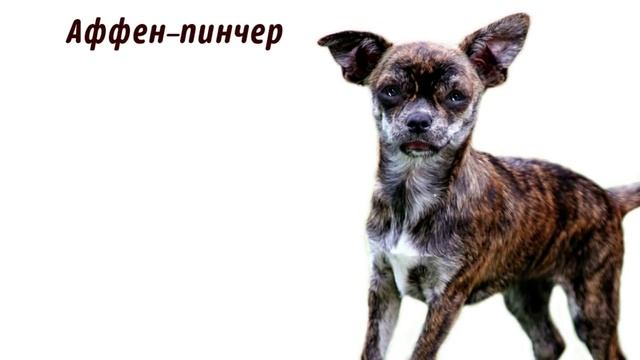 Маленькие собаки, породы.