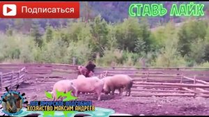 Мидведь  ест живую  Свинью