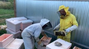 Скольки часовой рабочий день у пчеловода?  Будни пчеловода.