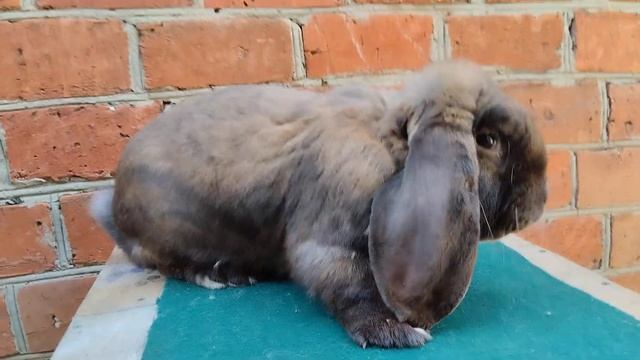 ПРОДАЖА. самец ФБ окрас Мадагаскар. 8-989-129-80-55 Краснодарский край станица Платнировская. смотреть онлайн