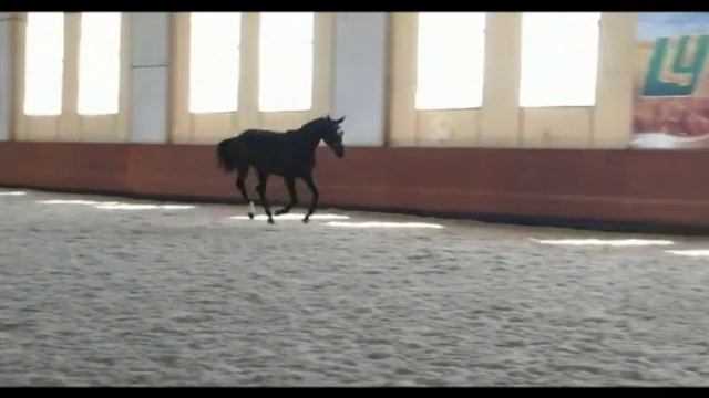 Пени Лейн видео на свободе, напрыгивание, экстерьер. Продаётся! смотреть онлайн